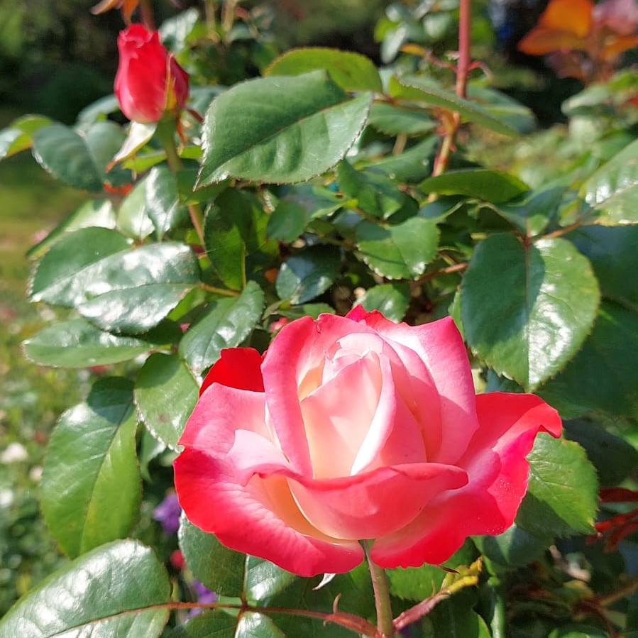 rose v2